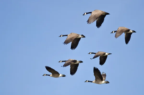 Flock of Canada Geese Flying in a Blue Sky