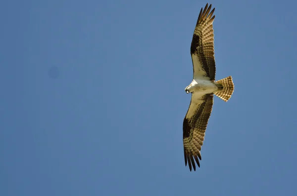 Osprey Hunting on the Wing in a Blue Sky