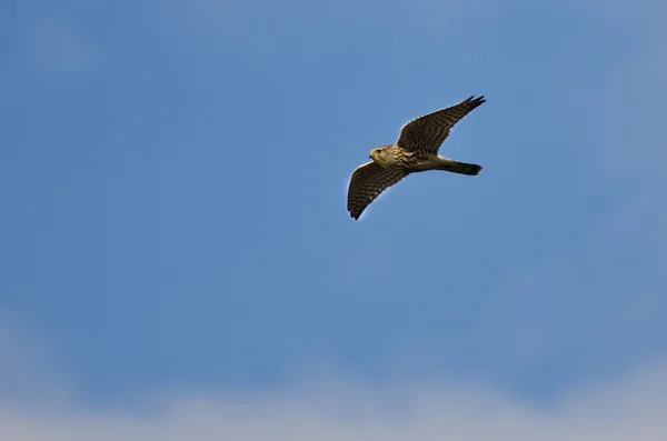 Merlin Falcon Flying in a Blue Sky