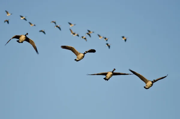 Four Canada Geese Flying in a Busy Sky