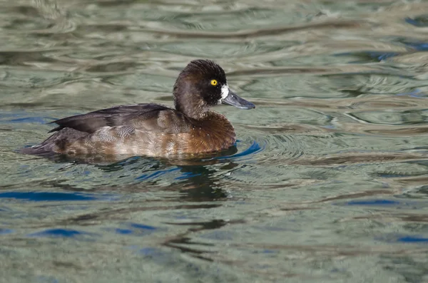 Female Scaup Duck Swimming in the Still Pond Waters