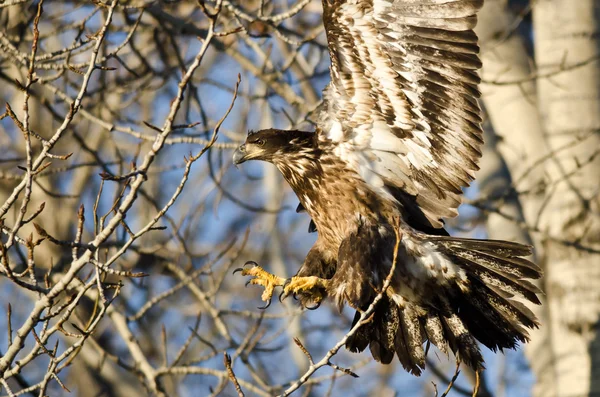 Young Bald Eagle Reaching for a Landing in a Barren Tree