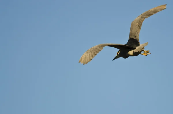 Black-Crowned Night-Heron Flying in a Blue Sky