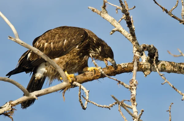 Young Bald Eagle Taking a Bite Out of a Dead Branch