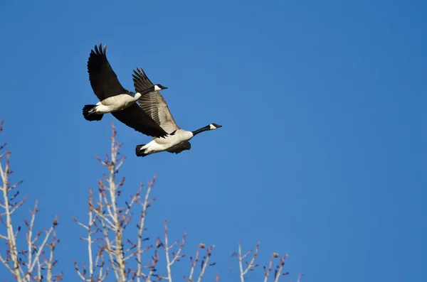 Two Canada Geese Flying Low Over the Trees