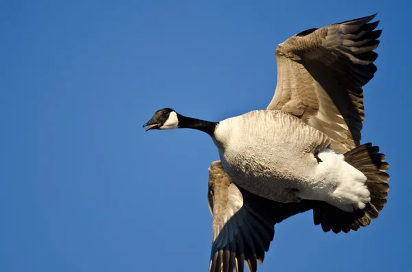 Plump Canada Goose Flying in a Blue Sky