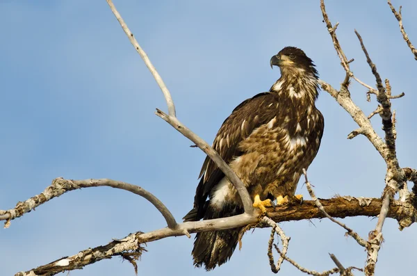 Young Bald Eagle Surveying the Area While Perched High in a Barren Tree