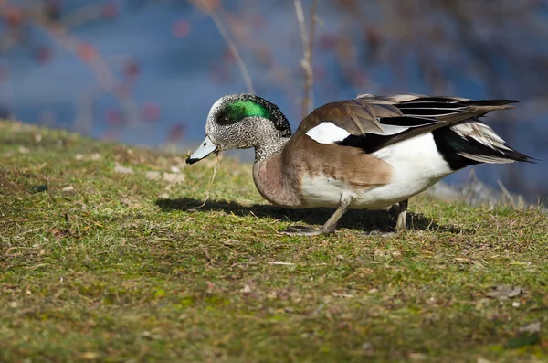 American Wigeon Feasting on the First Grass of Spring