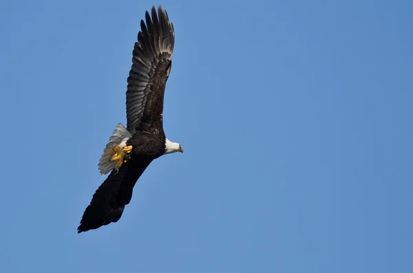 Bald Eagle Flying in a Blue Sky Carrying a Half Eaten Squirrel
