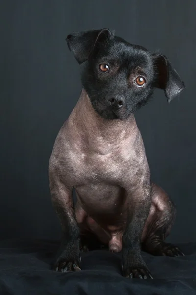Portrait of mixed peruvian dog