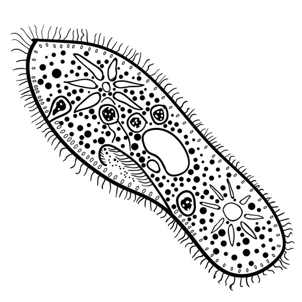 Paramecium of the phylum Ciliophora. Vector 2