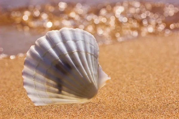 White seashell on the sunny beach
