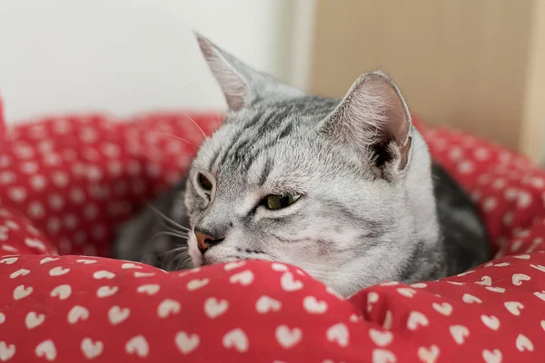 American Shorthair, sleeping cat