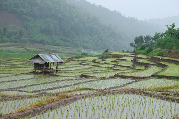 Transplant rice seedlings