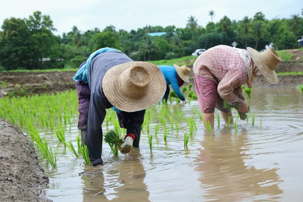 Transplant rice seedlings