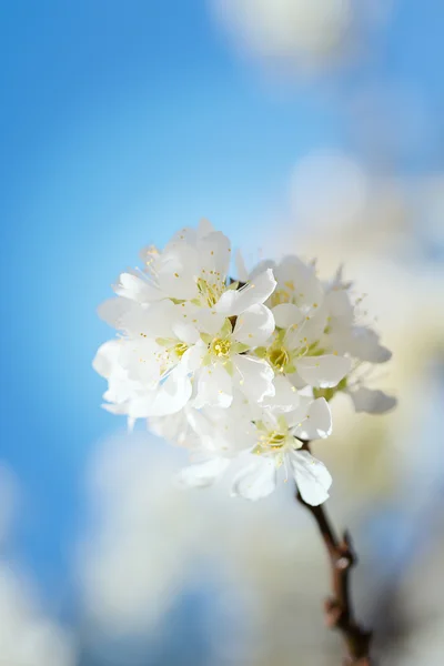 White Chinese plum flowers