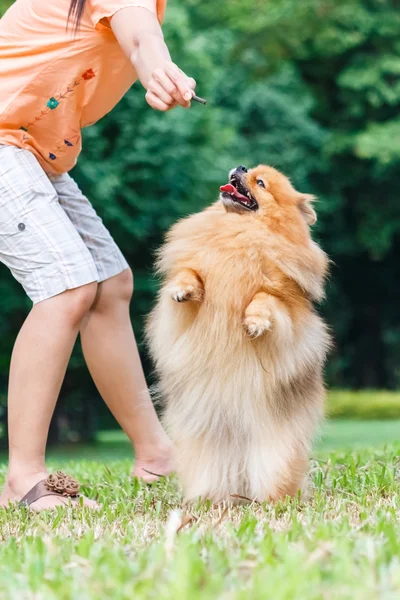 Pomeranian dog standing on its hind legs to get a treat from own