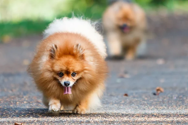 Two Pomeranian dogs walking on the road in the garden