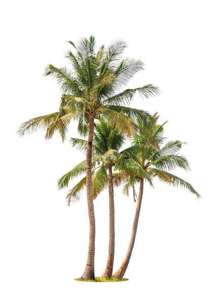Three coconut palm trees isolated on white background