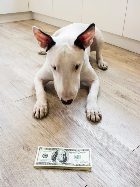 Bull Terrier dog looking to money