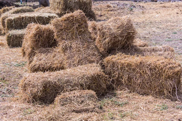 Straw from rice farm after harvest
