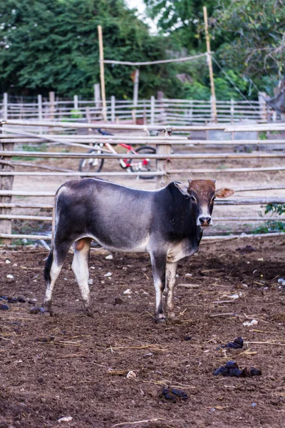 Thai cow in farm, mammal farm