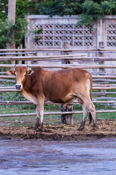 Thai cows in farm