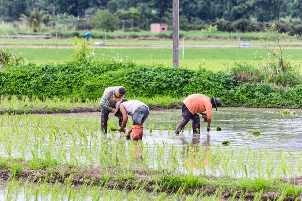 Thai farmer planting on the rice field