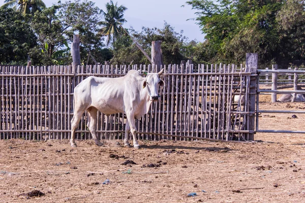 White Thai cows in farm