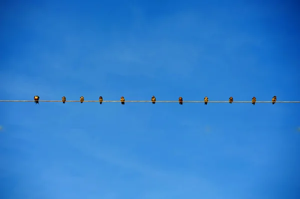The birds in a row on blue sky