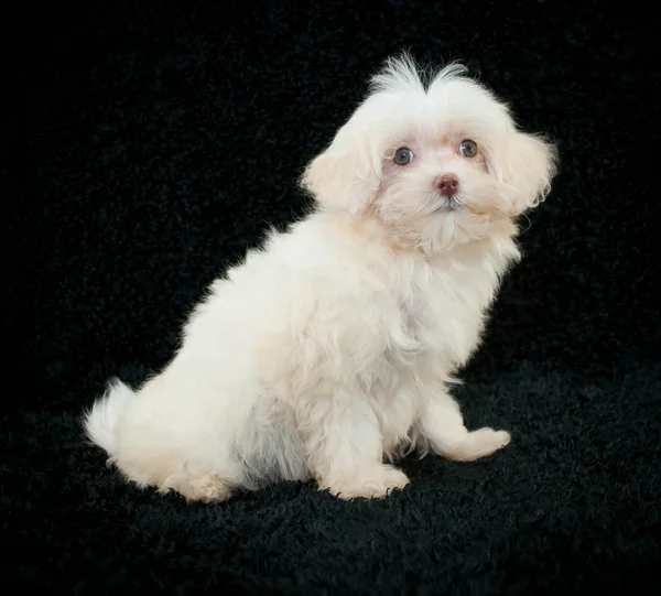 Maltese Puppy