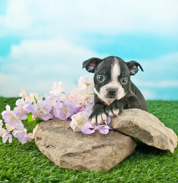 Spring Time Puppy