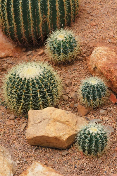 Green cactus in dry soil