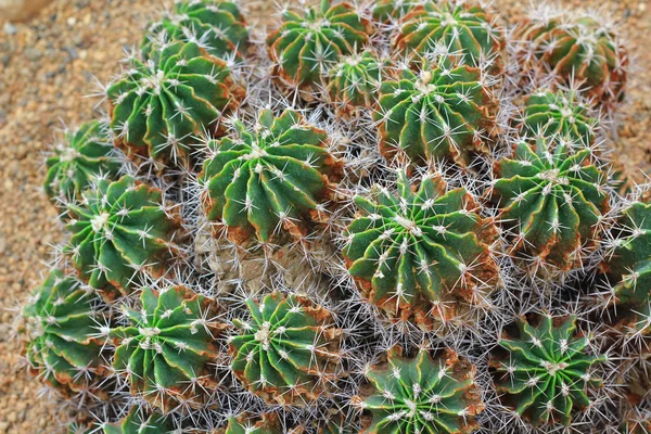 Green cactus in dry soil