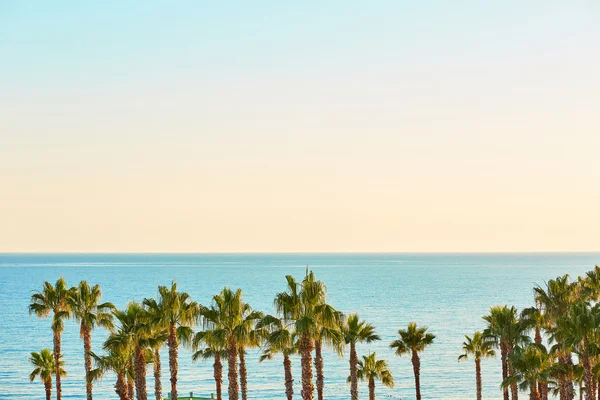 Beautiful sunrise on sea coast with palms