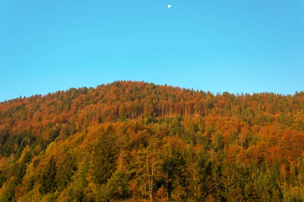 Autumn forest with a setting moon