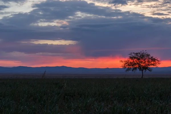 Lonely tree. Sunrise. Field.