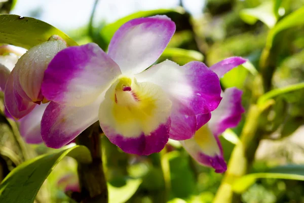 Beautiful purple orchid in japanese garden
