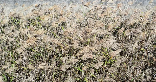 Grassland background on winter japan