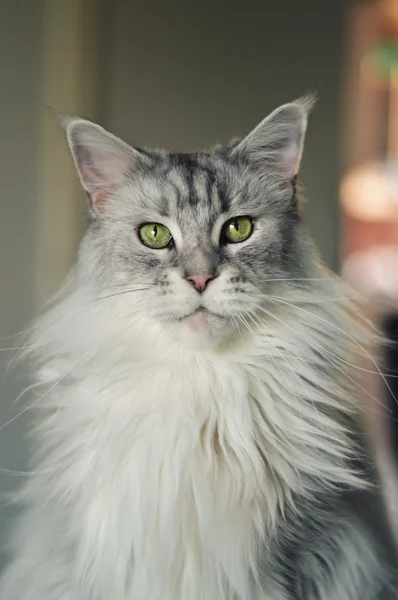 Maine coon cat