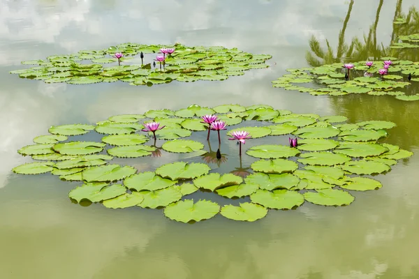 Water lily in the lake