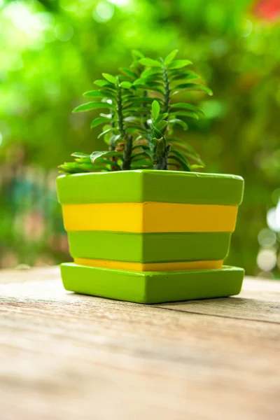 Green plant pots decoration on wooden table