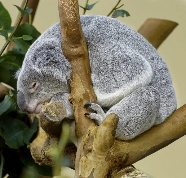 Koala bear in zoo