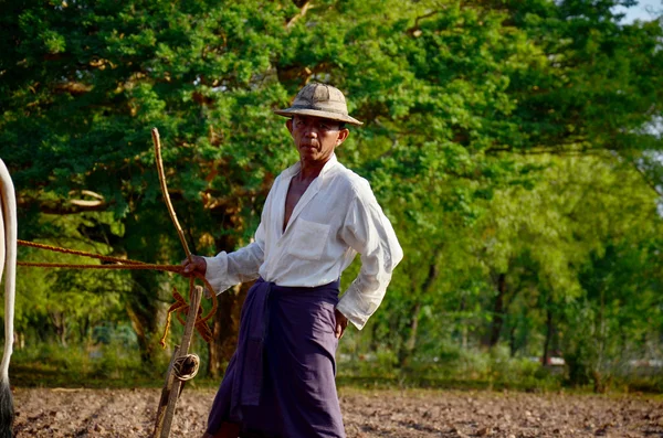 Farmer with cow for plowing towing on paddy