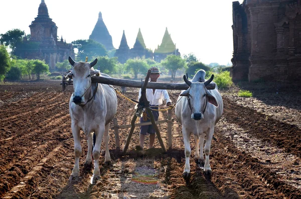 Farmer with cow for plowing towing on paddy