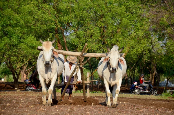 Farmer with cow for plowing towing on paddy