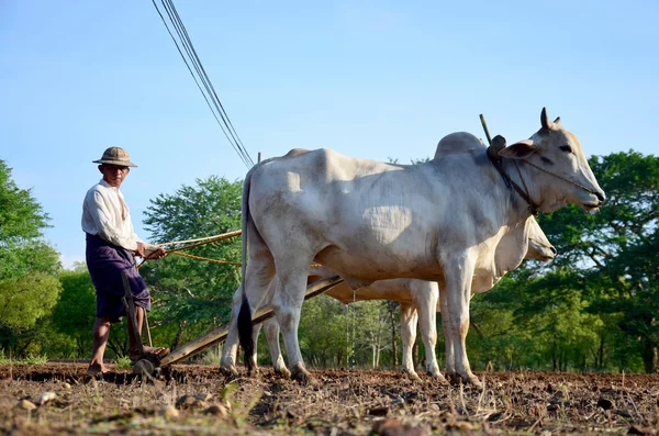Farmer with cow for plowing towing on paddy