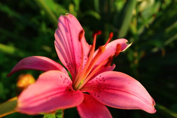 Lily flower in the summer garden.