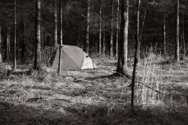 A lonely tent in a spring forest
