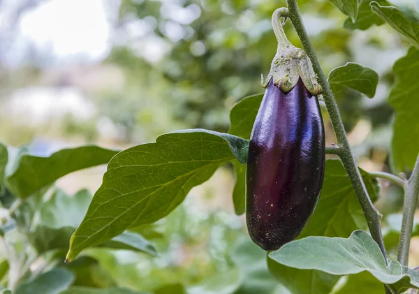 Ripe eggplant on a bed in a kitchen garden
